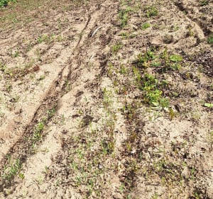 Balade en forêt sur chemin de sable par Lizan - Sébastien - 3