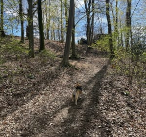 Forêt Montcéenne par Champeaux - Montcy-Notre-Dame - 2