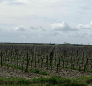 Une balade autour du Petit Rhône entre Arles et St-Gilles - Arles - 2