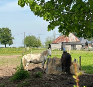 Randonnée de 15 km autour de la rivière le Cailly - Cailly - 2