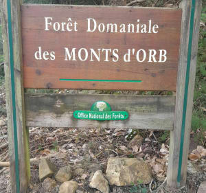 Forêt domaniale des Monts-d'Orb - Jean luc - 3