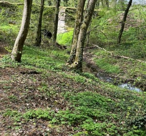 Le sentier des arbres à Champrigaud - Sallèdes - 2