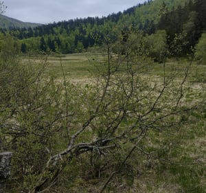 Tourbière de Machais aux environs de La Bresse. - La Bresse - 2