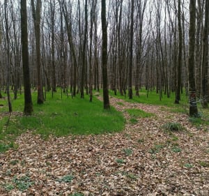 Randonnée dans la forêt d'Hesdin - Huby-Saint-Leu - 4