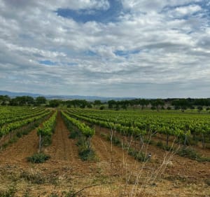 Dans les vignobles de Maraussan à Cazouls - Maraussan - 2