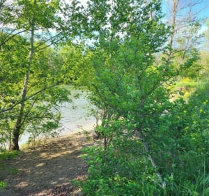 Berges de La Garonne près du Parc du Confluent - Portet-sur-Garonne - 5
