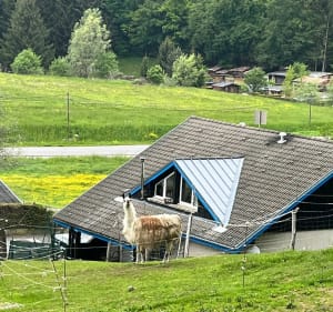 Randonnée à Châtillon-sur-Cluses : Fargot d’en Haut - Renaud - 5