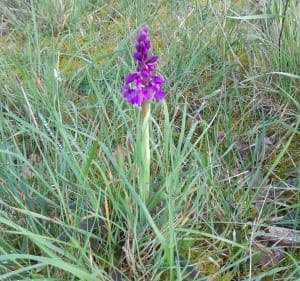 Balade sur les roches des Teu - CORINNE - 3