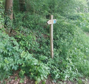 Dans les campagnes entre Pace et la Chapelle des fougeretz - Pacé - 3