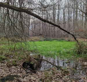 Forêt de Russy - Saint-Gervais-la-Forêt - 2