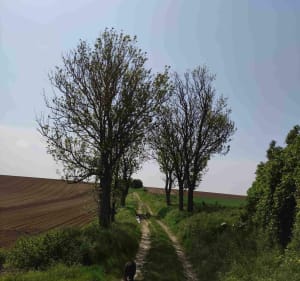 Dans la campagne de l'Artois - Marœuil - 2