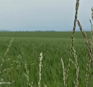 Balade autour de Biozat par Espinasse-Vozelle - Biozat - 2