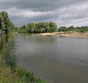 Bords de la Loire depuis Maimbray - Beaulieu-sur-Loire - 2