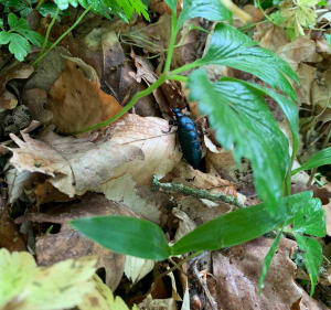 Balade en forêt de Rothonne - Belley - 2