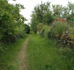 Entre Terre & Loire à Saint-Rémy-la-Varenne - Brissac-Loire-Aubance - 2