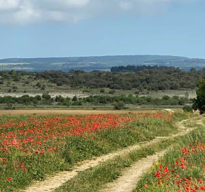 Multiples paysages Moussoulens - Moussoulens - 2