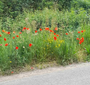 Balade champêtre et bocagère entre La Loire et Le Louet - René - 4