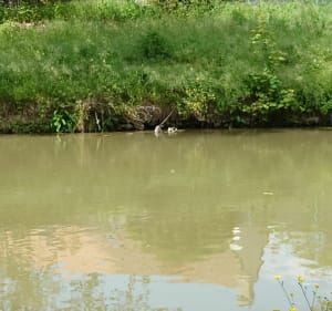 Balade au Parc du Pâtis entre Marne et Canal de l'Ourcq à VTT - Meaux - 2
