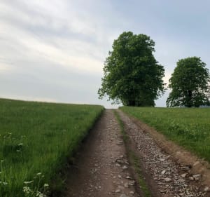 Balade en VTT à Bellefosse, pâturages et sous-bois - Bellefosse - 2