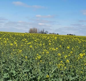 Belle randonnée à Saint-Clair-sur-les-Monts par la Bretèque - Saint-Martin-de-l'If - 2