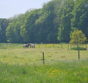 Promenade au départ de Camblain-l'Abbé - Max - 5