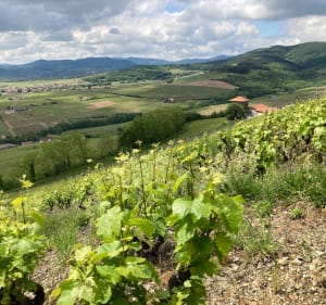 Randonnée au Mont Brouilly - Jean-Phi - 5