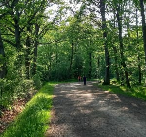 Entre lac et forêt de SQY - Bois d'Arcy - Bois-d'Arcy - 4