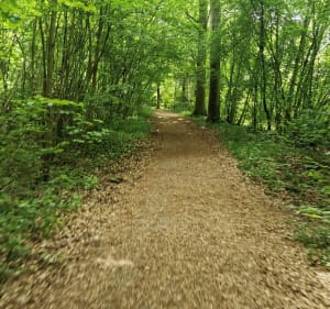 Balade en forêt de Neuhof - Illkirch-Graffenstaden - 2