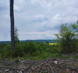 Petite marche dans la forêt d'Hestroff - Hestroff - 2