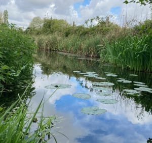 Les bois de Meursac ️ - Thaims - 2