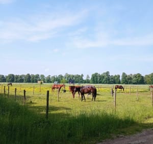 Chantilly - Apremont - Chantilly en passant par le golf - Vineuil-Saint-Firmin - 3