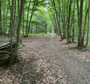 Parcours dans le bois de Verneuil - Les Mureaux - 2