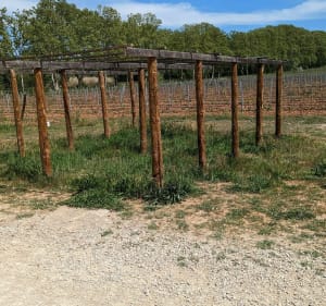 Balade familiale dans le vignoble de Vidauban - Vidauban - 2