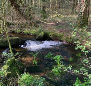 Saint Guyomard balade en forêt et petit cours d eau - Saint-Guyomard - 2