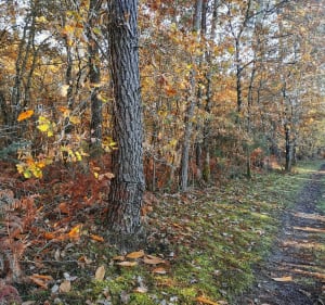Circuit entre forêt et vignes, au sud de Léognan à VTT - Léognan - 2