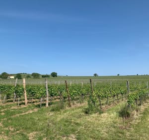 Route des vins autour de Strasbourg, Westhoffen à Souffelweyersheim à Vélo - Westhoffen - 2