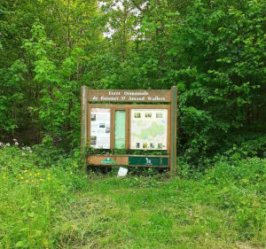 Forêt reposante à Saint Amand les Eaux - Saint-Amand-les-Eaux - 2