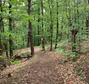 Balade à Saint-Jeure-d'Ay par Montbard - Saint-Jeure-d'Ay - 2