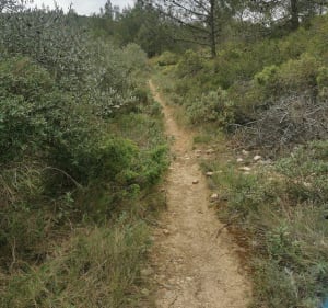 Entre canal et guarrigue depuis Homps - Homps - 2