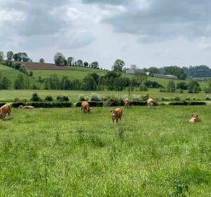 Forges les Eaux - Neufchatel en famille - Forges-les-Eaux - 2