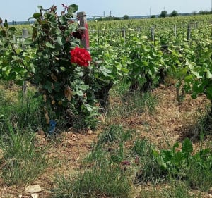 De Marsannay-la-Côte à Nuits St Georges par les vignes - Marsannay-la-Côte - 2