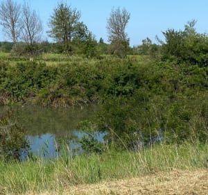 Voie verte marais du Vigueirat Mas Thibert - Arles - 2