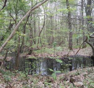 Chemin des bruyères, Bois des Dames - CECILE - 3