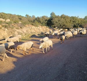 Belle Balade sur chemins à Puget-sur-Argens côté Roquebrune - Puget-sur-Argens - 2