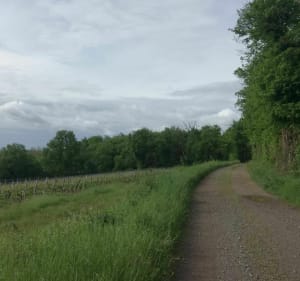 Boucle entre les vignes et les bois au-dessus d'Azé - Fleurville - 2