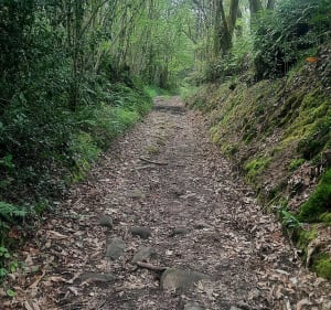 De la forêt en passant dans La Gaudinière - Vigneux-de-Bretagne - 4