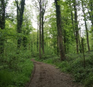 Bois des dames, autour du terril 12 jusqu'à Motte castrale - Bruay-la-Buissière - 3