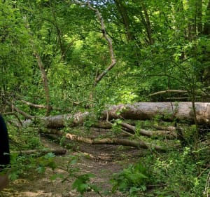 Boucle au départ de Domont jusqu'a St Martin du Tertre - Moisselles - 2