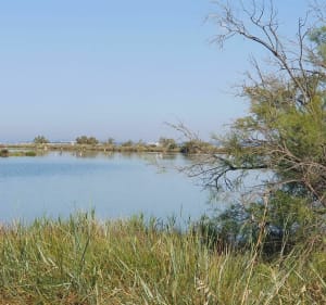 Wandeling naar de Salins du Lion vanuit Vitrolles - Vitrolles - 2