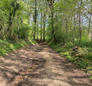 Balade dans le petit sous-bois de Poteau - Vougy - 2